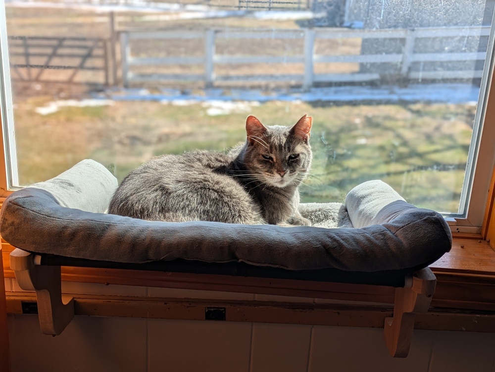 Miss Kitty