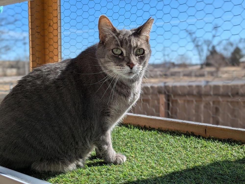 Miss Kitty, an adoptable Domestic Short Hair in Papillion, NE, 68046 | Photo Image 2