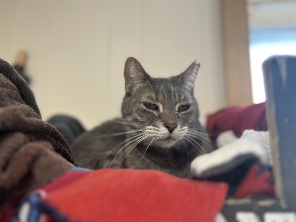 Miss Kitty, an adoptable Domestic Short Hair in Papillion, NE, 68046 | Photo Image 2