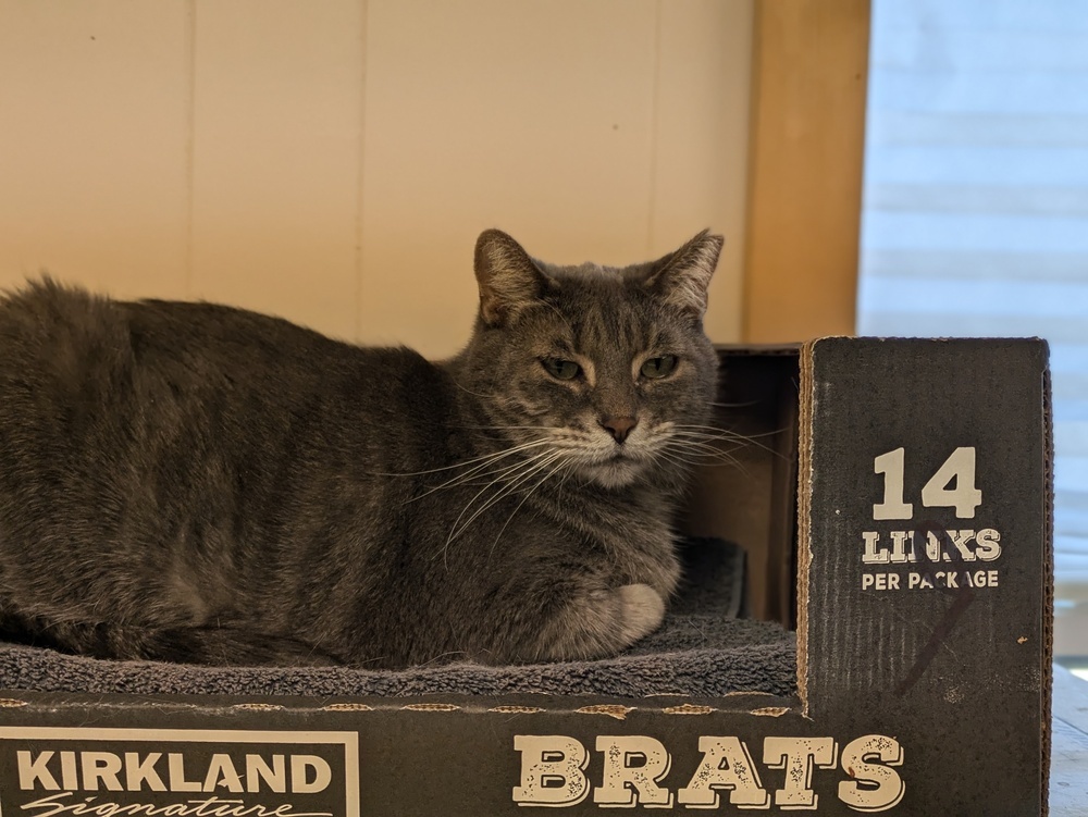 Miss Kitty, an adoptable Domestic Short Hair in Papillion, NE, 68046 | Photo Image 3