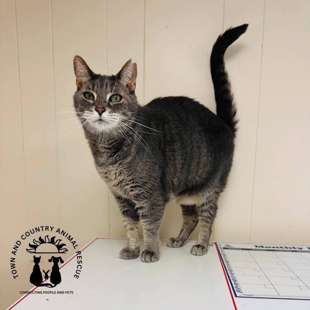 Miss Kitty, an adoptable Domestic Short Hair in Papillion, NE, 68046 | Photo Image 4