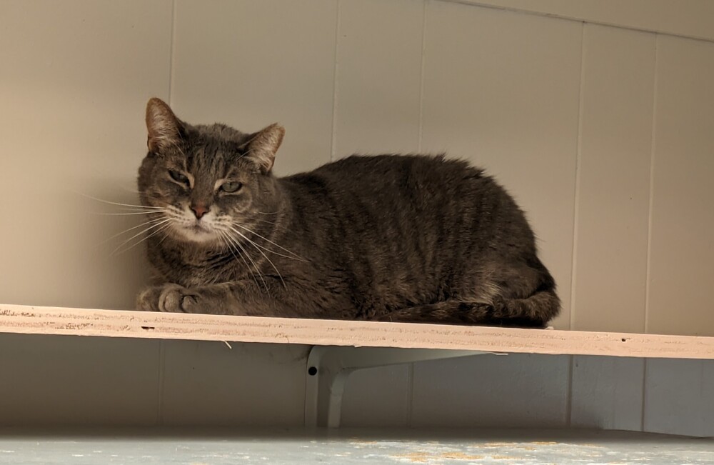 Miss Kitty, an adoptable Domestic Short Hair in Papillion, NE, 68046 | Photo Image 5