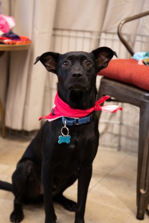 Meet Lucas a 1-year-old 26-pound medium-sized pup He is possibly a Formosan Mountain dog or Patt