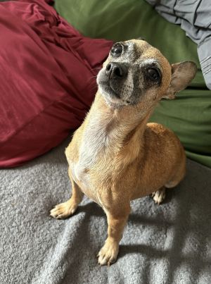 Chiquita is a 5-year-old 10-pound female chihuahua mix from Texas Chiquita is a calm obedient an