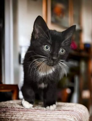 Annie Tuxedo Cat