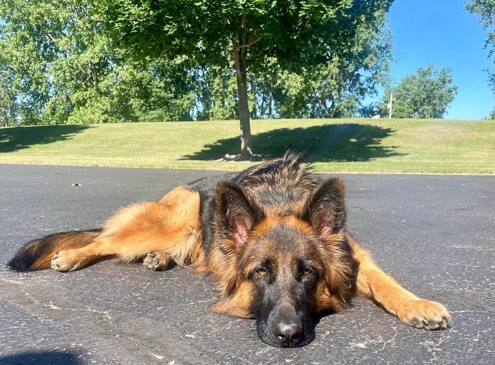 Mischka URGENT COURTESY POST, an adoptable German Shepherd Dog in Suamico, WI, 54173 | Photo Image 1