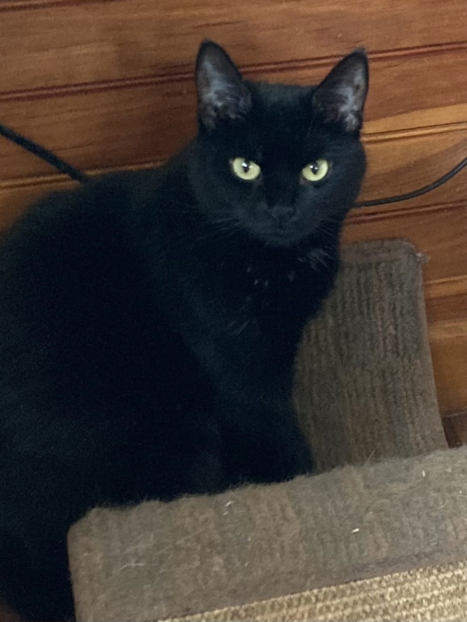 Bonita
