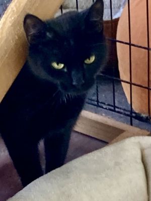 Bonita, Young Female Domestic Short Hair
