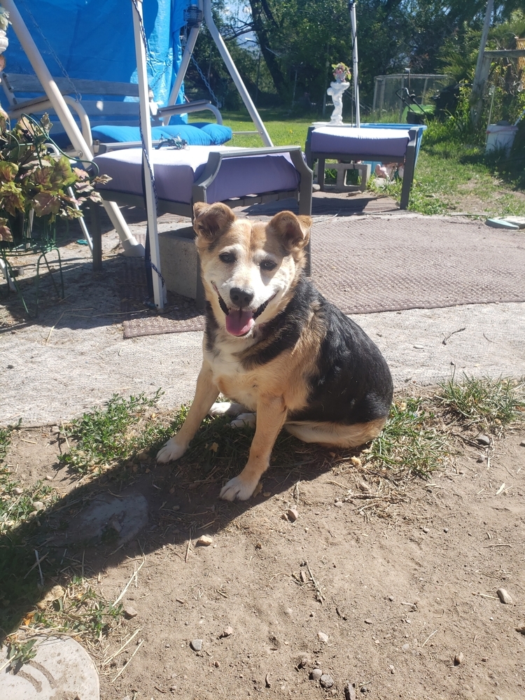 Snapper, an adoptable Jack Russell Terrier, Lancashire Heeler in Salmon, ID, 83467 | Photo Image 1