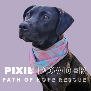 Looking to add some color to your life Meet Pixie Powder Pixie Powder is in a foster home in Spoka