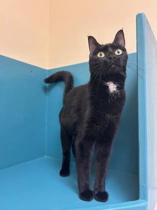 Dot, an adoptable Domestic Short Hair in Pendleton, OR, 97801 | Photo Image 1