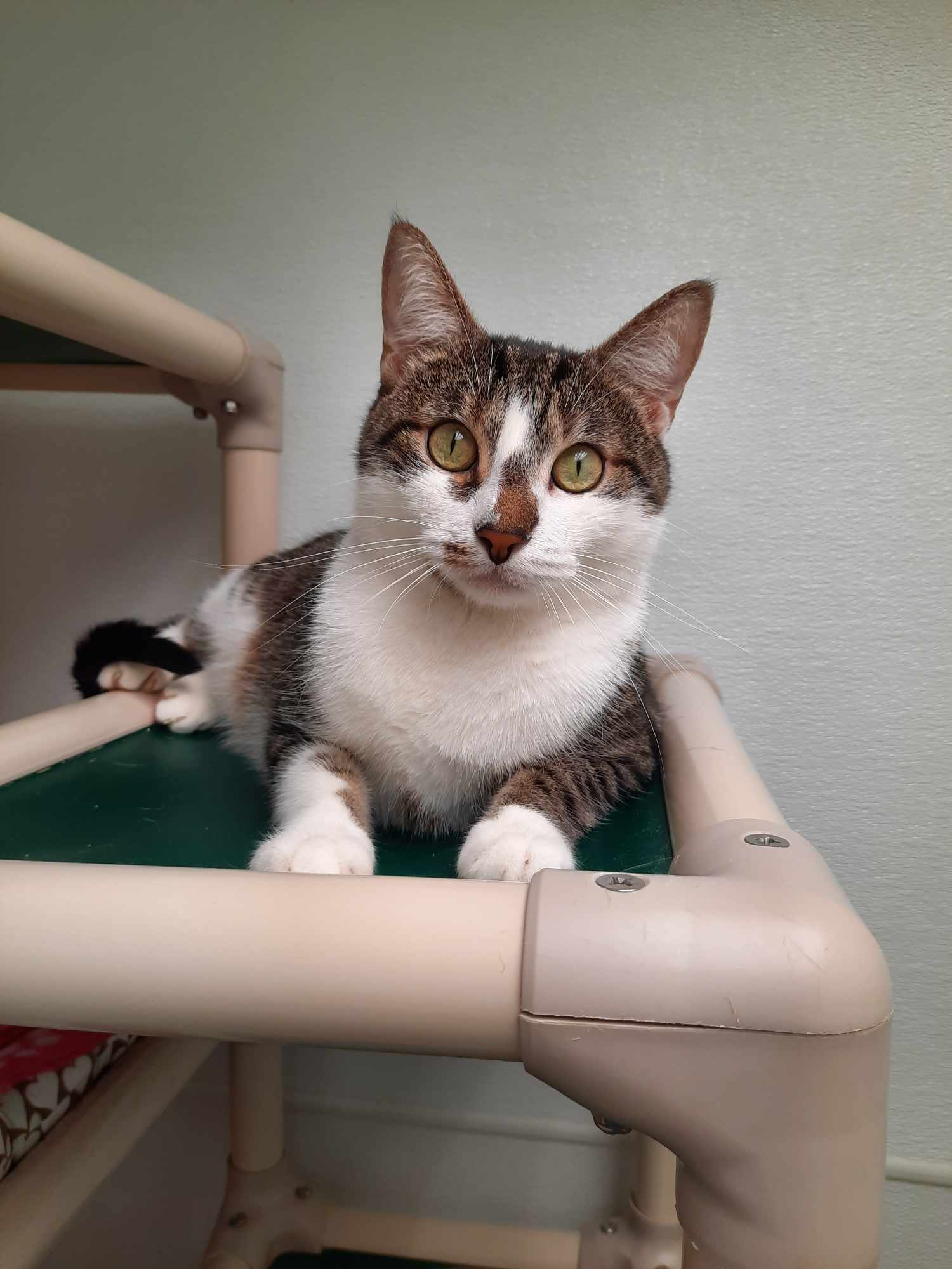 Finn AND Baby, an adoptable Domestic Short Hair in Gonic, NH, 03839 | Photo Image 1