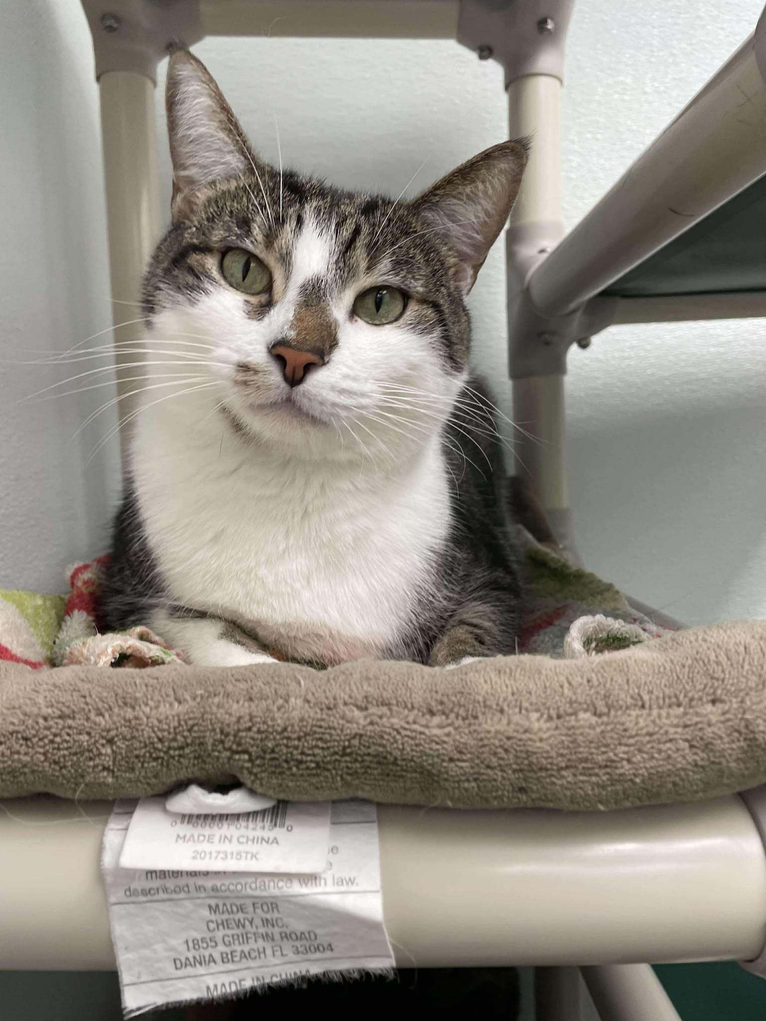 Finn AND Baby, an adoptable Domestic Short Hair in Gonic, NH, 03839 | Photo Image 1