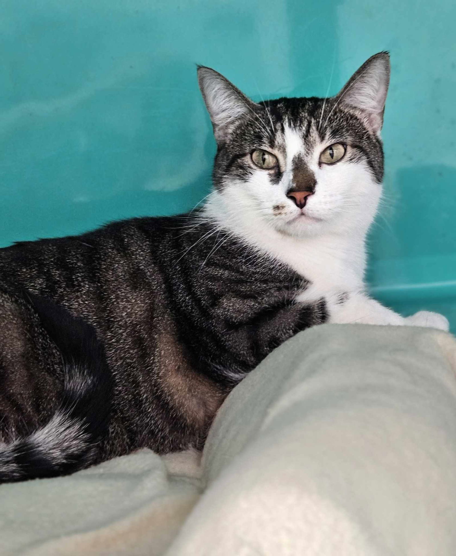 Finn AND Baby, an adoptable Domestic Short Hair in Gonic, NH, 03839 | Photo Image 3