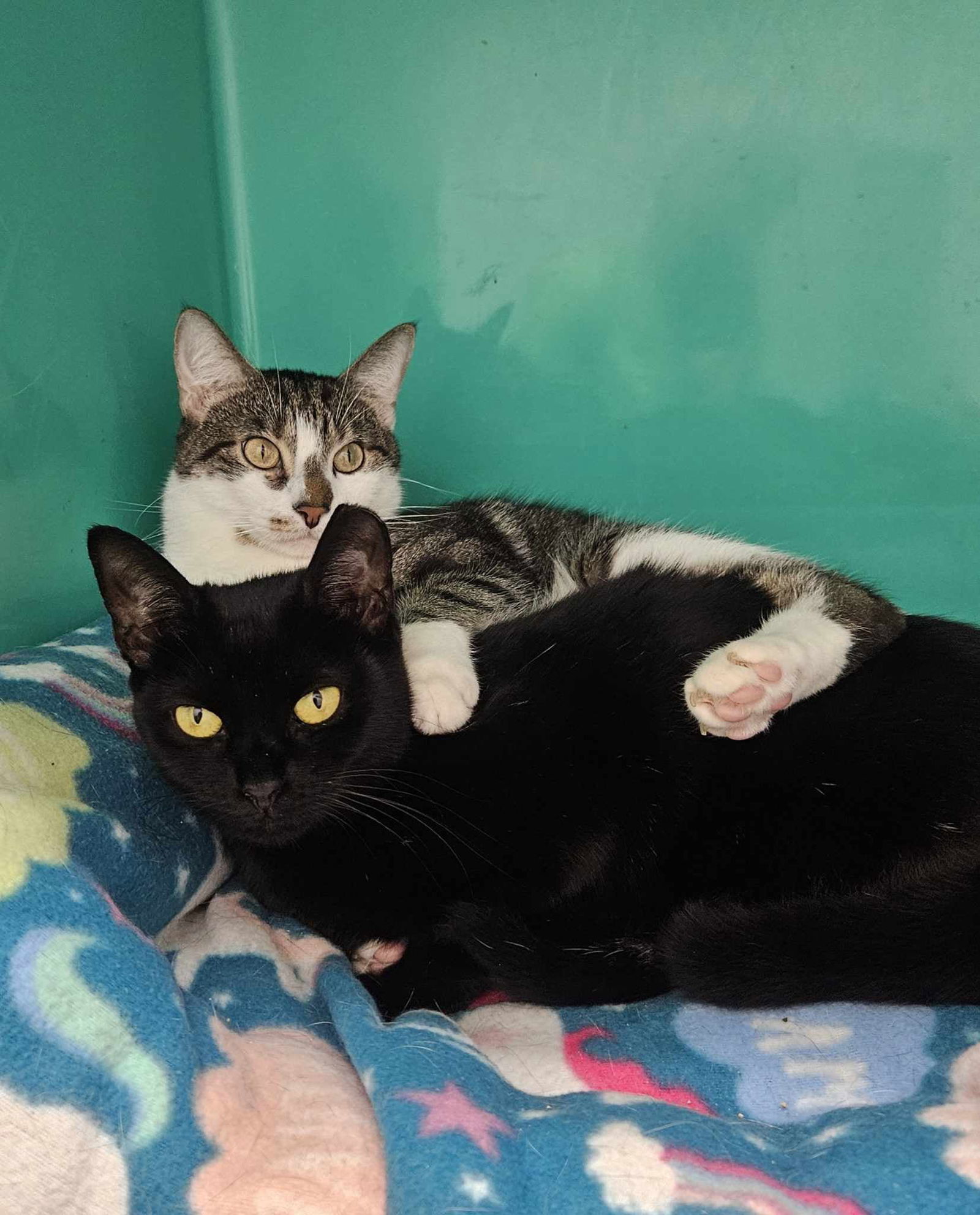 Finn AND Baby, an adoptable Domestic Short Hair in Gonic, NH, 03839 | Photo Image 3