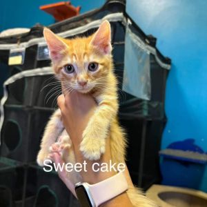 Sweet Cake, Young Male Domestic Medium Hair