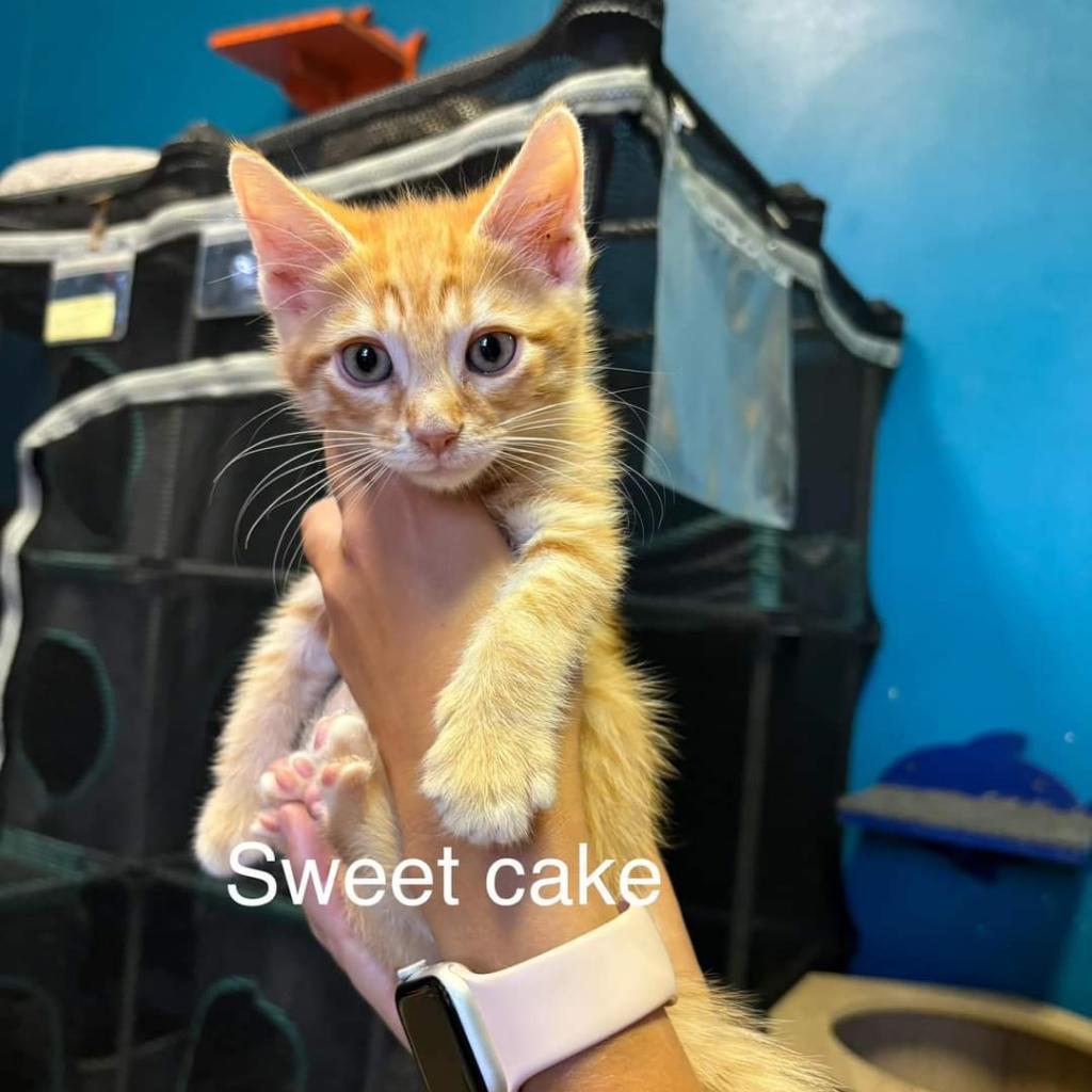 Sweet Cake, an adoptable Domestic Medium Hair in Hinesville, GA, 31313 | Photo Image 1