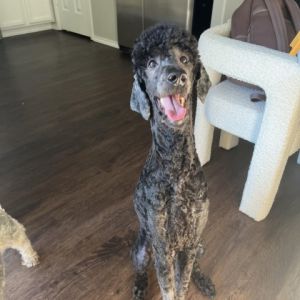 Trudy is a sweet 38 pound standard poodle that was rescued from the Harker Heights shelter She is 