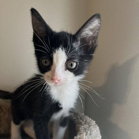 Gouda, an adoptable Domestic Short Hair in Midland, TX, 79703 | Photo Image 1