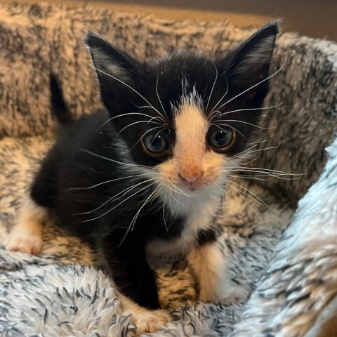 Gouda, an adoptable Domestic Short Hair in Midland, TX, 79703 | Photo Image 2