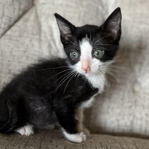 Gouda, an adoptable Domestic Short Hair in Midland, TX, 79703 | Photo Image 3