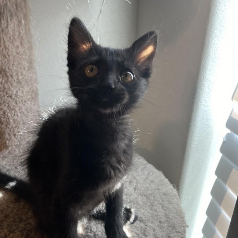 Asiago, an adoptable Domestic Short Hair in Midland, TX, 79703 | Photo Image 1