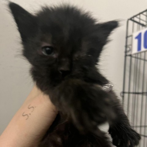 Asiago, an adoptable Domestic Short Hair in Midland, TX, 79703 | Photo Image 2