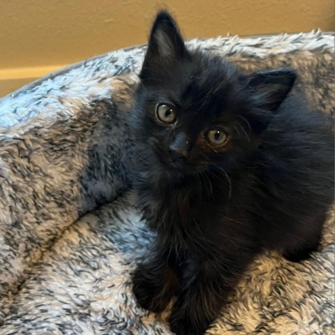 Asiago, an adoptable Domestic Short Hair in Midland, TX, 79703 | Photo Image 3