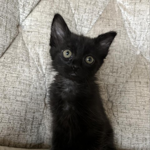 Asiago, an adoptable Domestic Short Hair in Midland, TX, 79703 | Photo Image 4