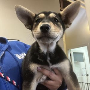 Hi My name is Dahlia and Im at the Santa Maria Campus Im a 3-month-old female husky shepherd mix