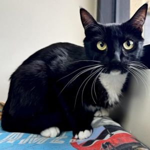 Hi My name is Cleo and Im at the Santa Maria Campus Im a 1 year old female Domestic Shorthair