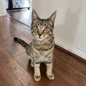 Milo Domestic Short Hair Cat