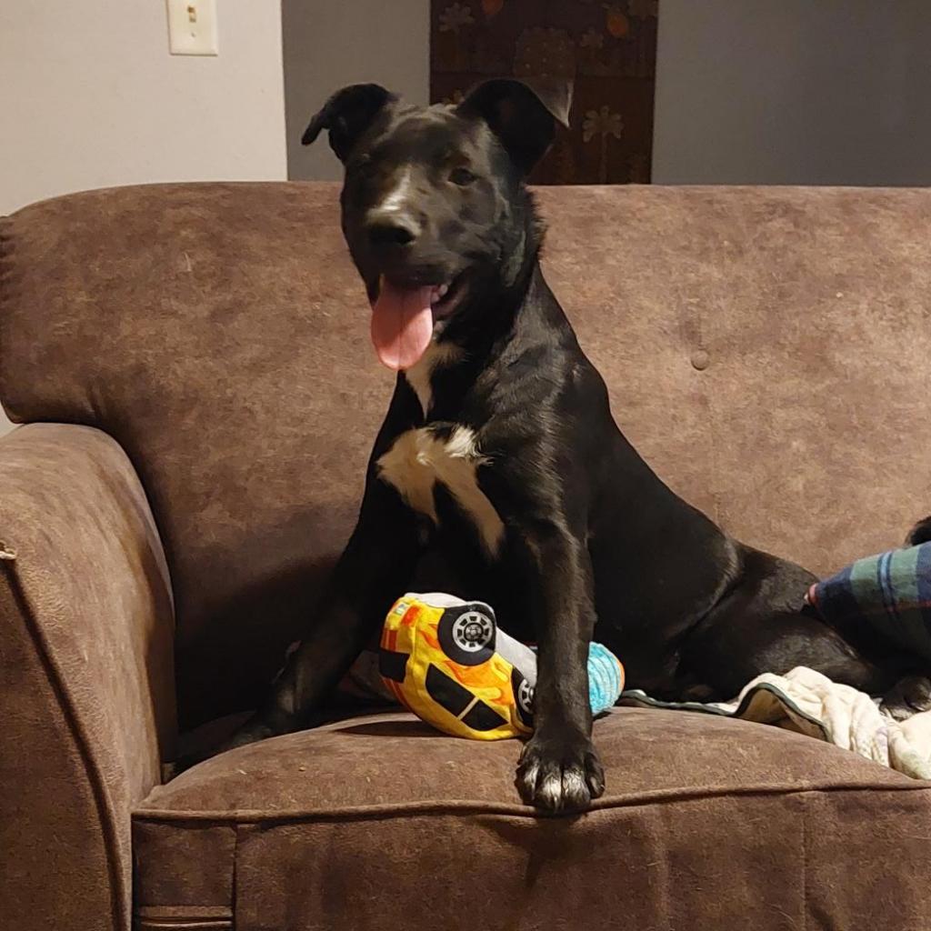 Gunsmoke, an adoptable Labrador Retriever in Beresford, SD, 57004 | Photo Image 2