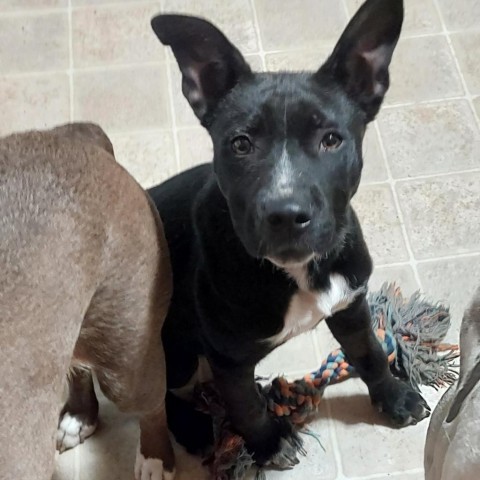 Gunsmoke, an adoptable Labrador Retriever in Beresford, SD, 57004 | Photo Image 3