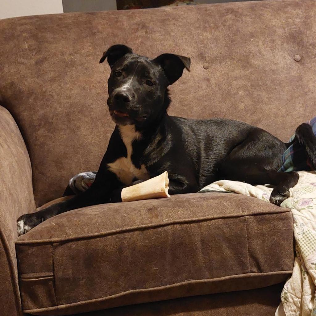 Gunsmoke, an adoptable Labrador Retriever in Beresford, SD, 57004 | Photo Image 3