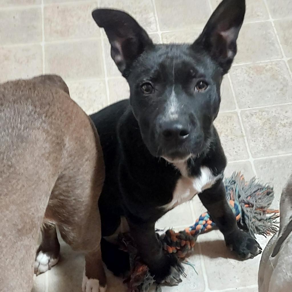 Gunsmoke, an adoptable Labrador Retriever in Big Lake, MN, 55309 | Photo Image 4