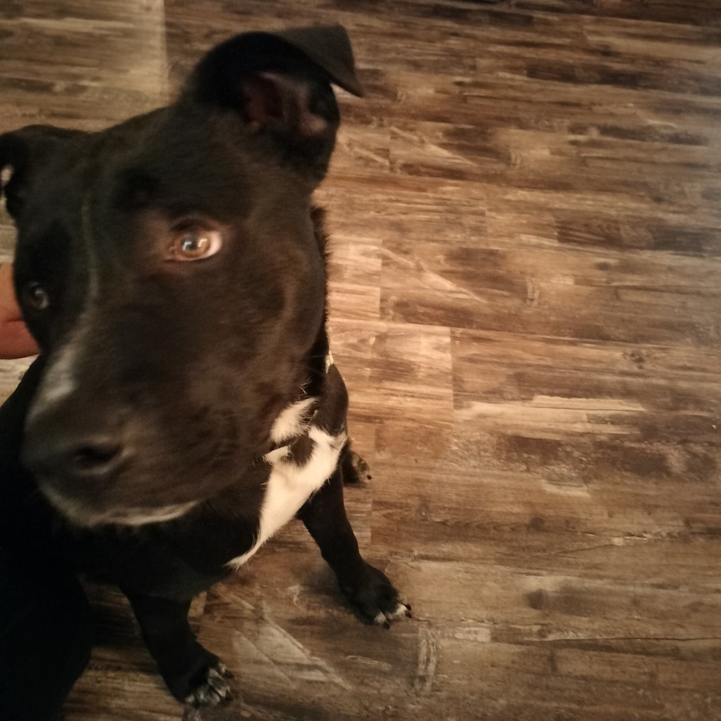 Gunsmoke, an adoptable Labrador Retriever in Big Lake, MN, 55309 | Photo Image 5