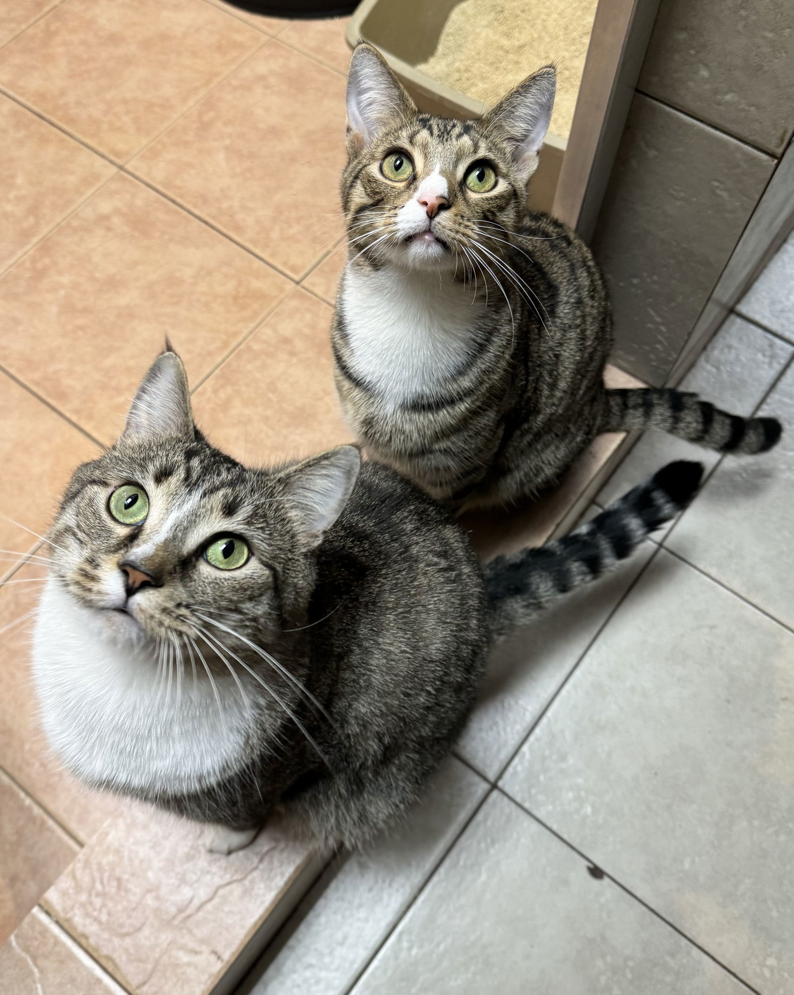 Oliver (24-245) & Twist (24-246)