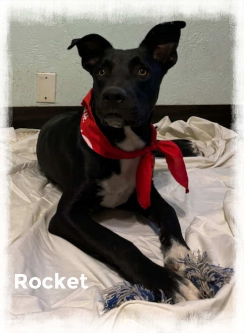 Rocket