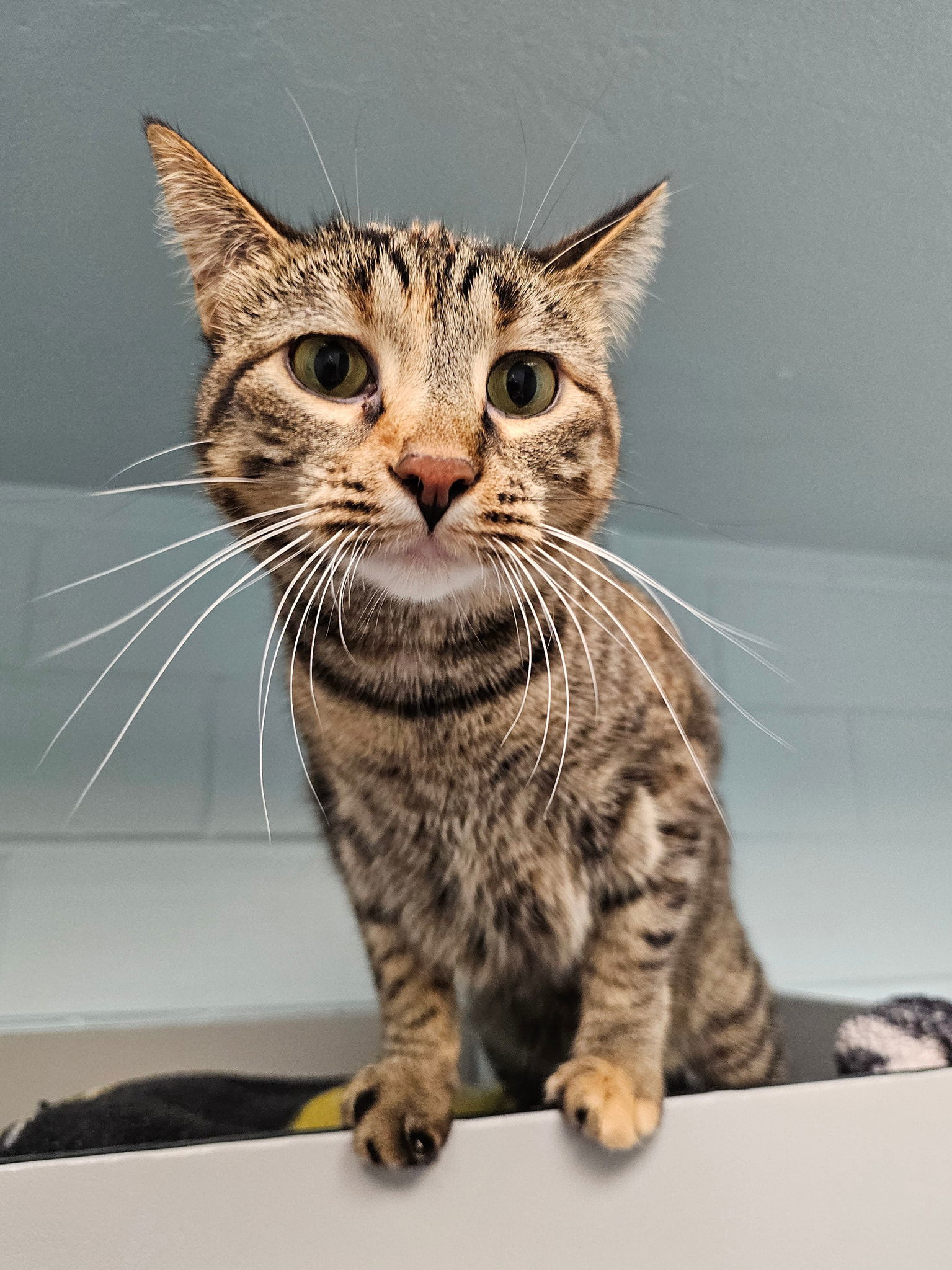 Naiah, an adoptable Domestic Short Hair in Cedar Rapids, IA, 52405 | Photo Image 1