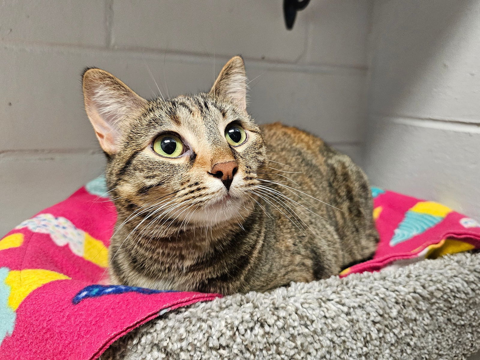 Naiah, an adoptable Domestic Short Hair in Cedar Rapids, IA, 52405 | Photo Image 2