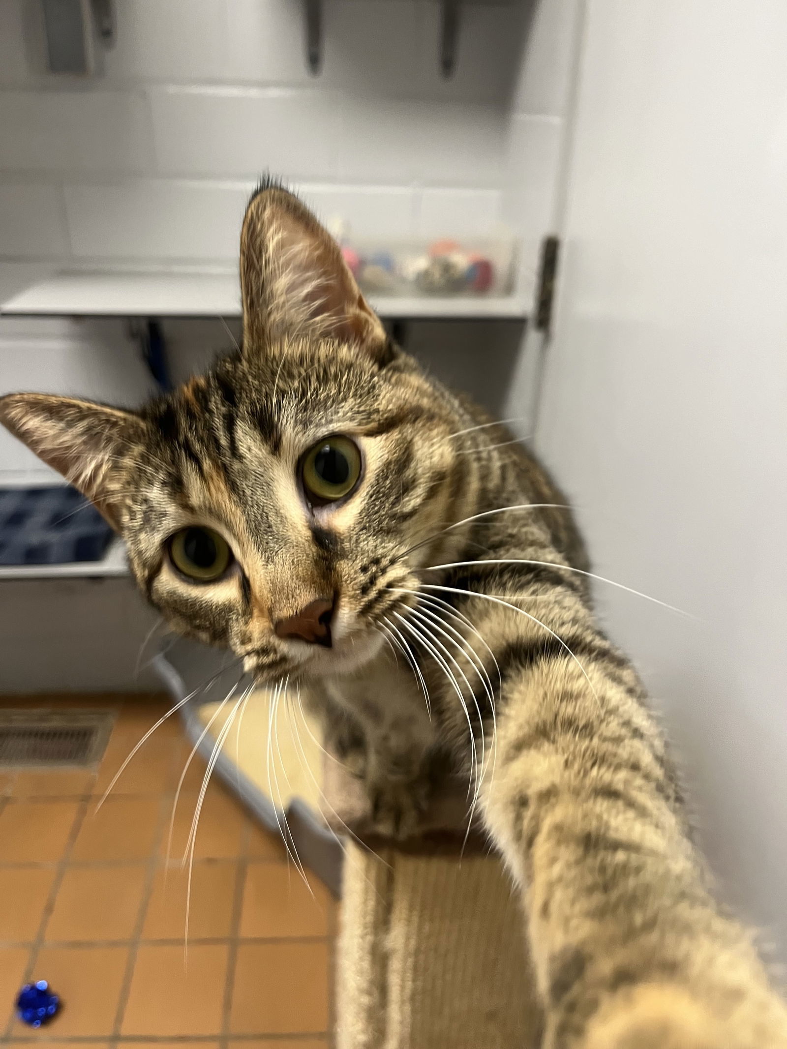 Naiah, an adoptable Domestic Short Hair in Cedar Rapids, IA, 52405 | Photo Image 3