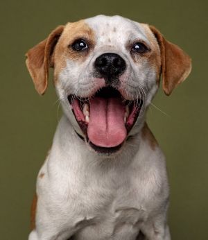 Libby Beagle Dog