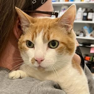 Hi Im Cheeto Im your guy if youre looking for a friendly affectionate mature and well-trained c