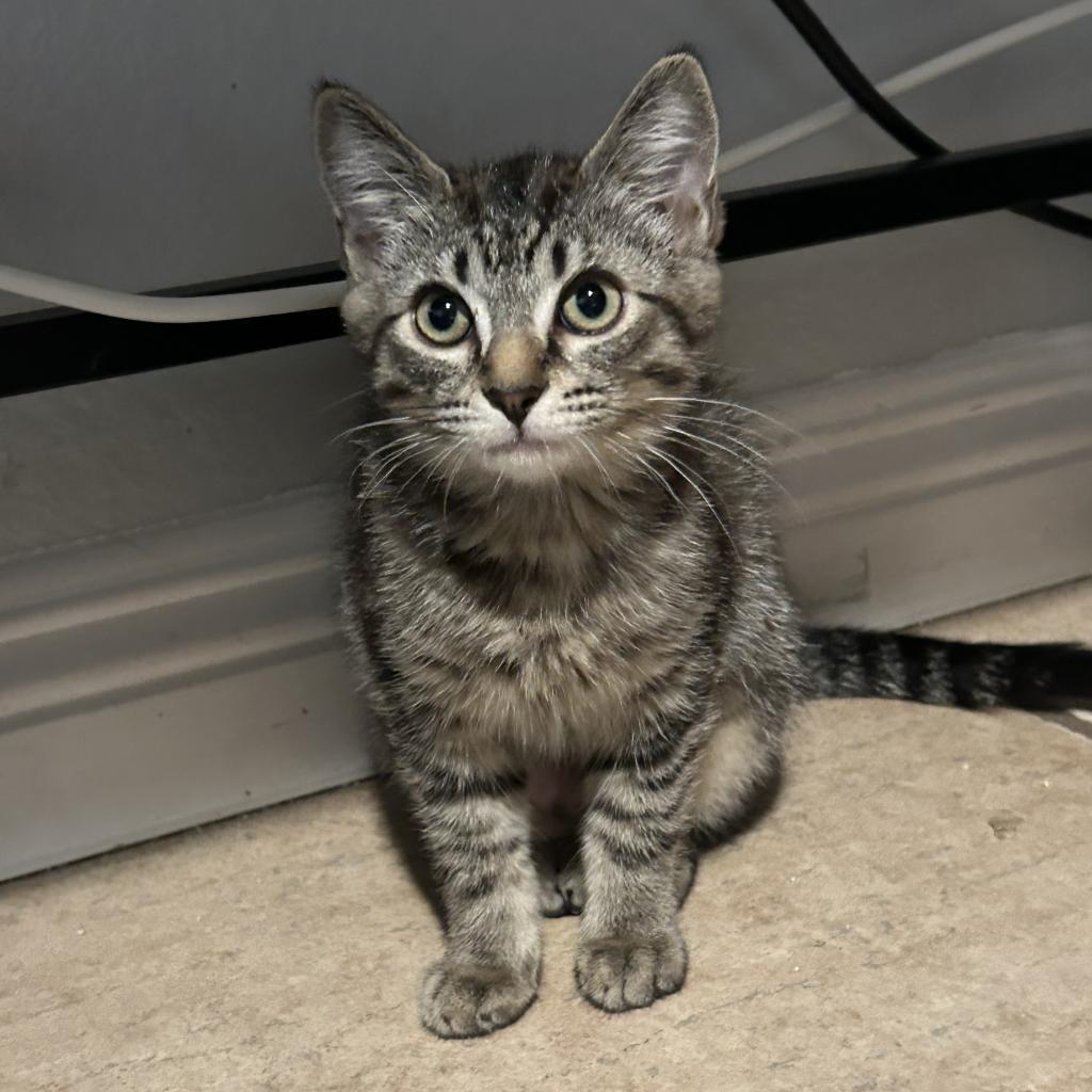 Rosie