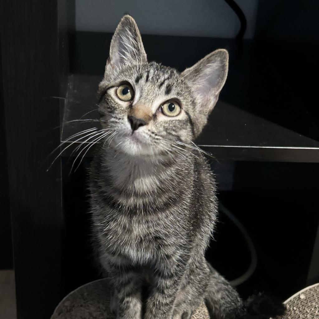 Posie