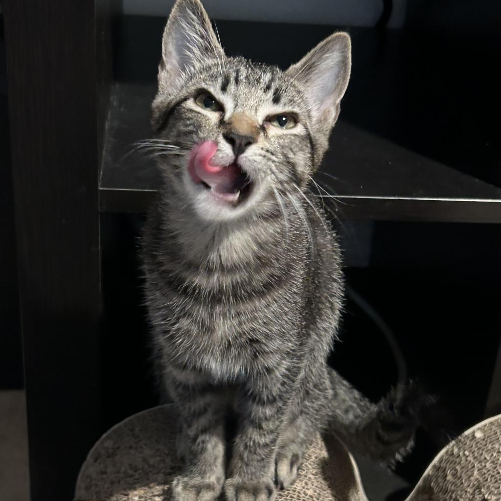 Posie