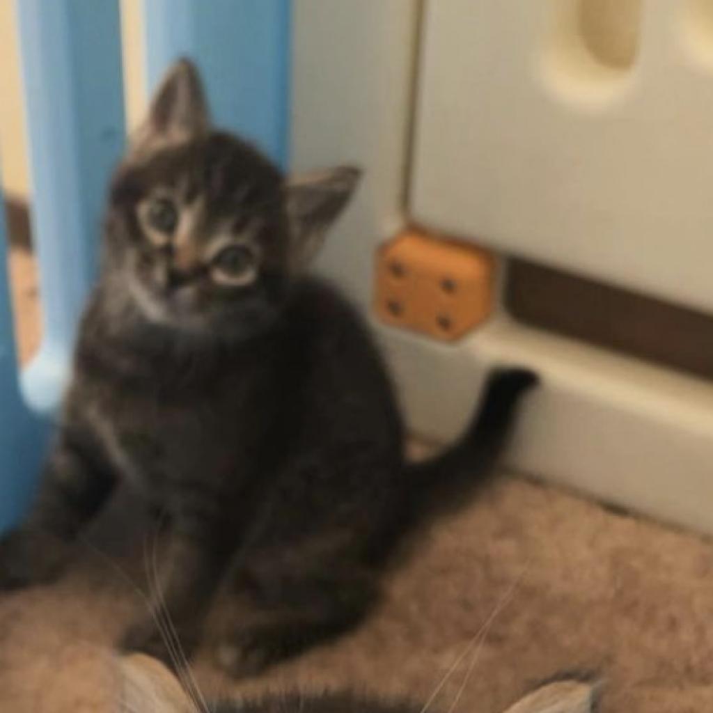 Posie