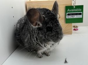 Pepper Chinchilla Small & Furry