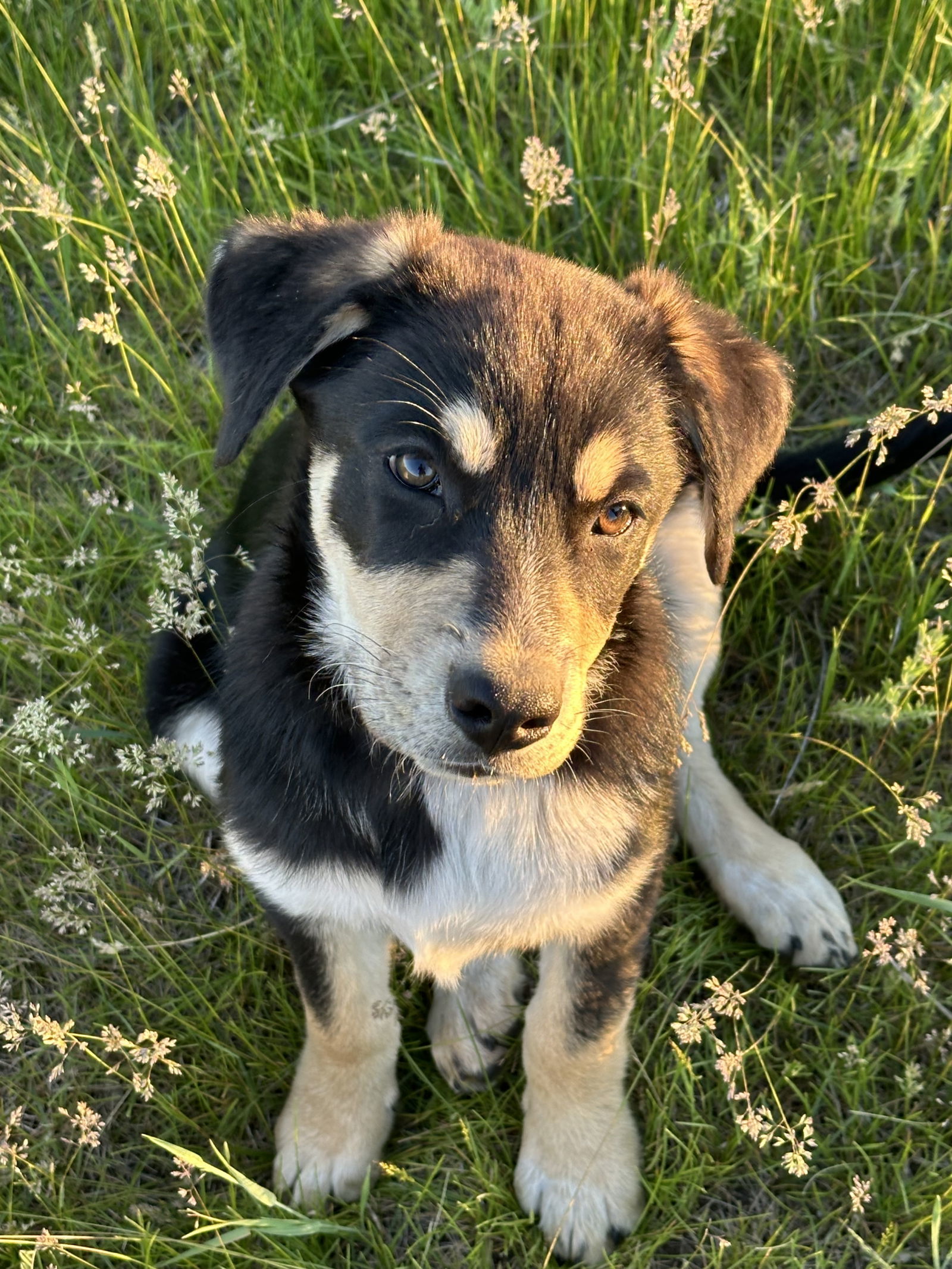 Lael, an adoptable Cattle Dog, Labrador Retriever in Polson, MT, 59860 | Photo Image 2